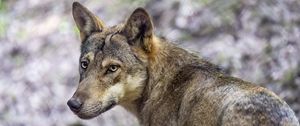 Preview wallpaper wolf, dog, predator, glance, animal