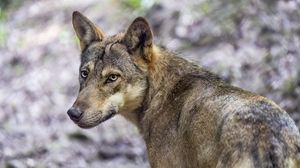 Preview wallpaper wolf, dog, predator, glance, animal