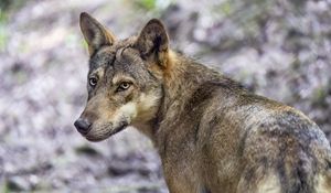 Preview wallpaper wolf, dog, predator, glance, animal