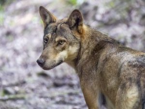 Preview wallpaper wolf, dog, predator, glance, animal
