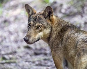Preview wallpaper wolf, dog, predator, glance, animal
