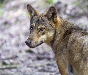 Preview wallpaper wolf, dog, predator, glance, animal