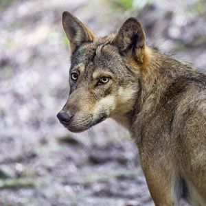 Preview wallpaper wolf, dog, predator, glance, animal