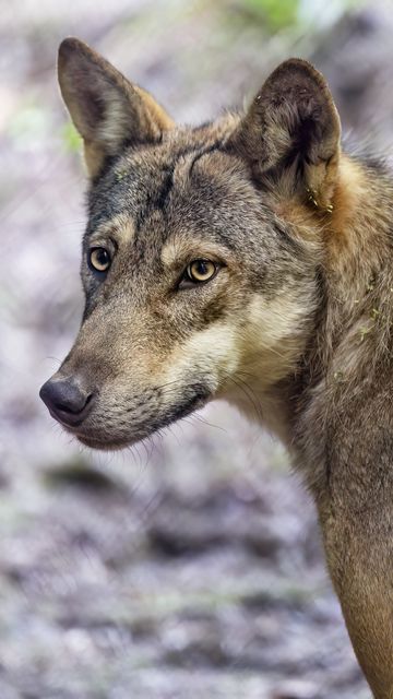 360x640 Wallpaper wolf, dog, predator, glance, animal
