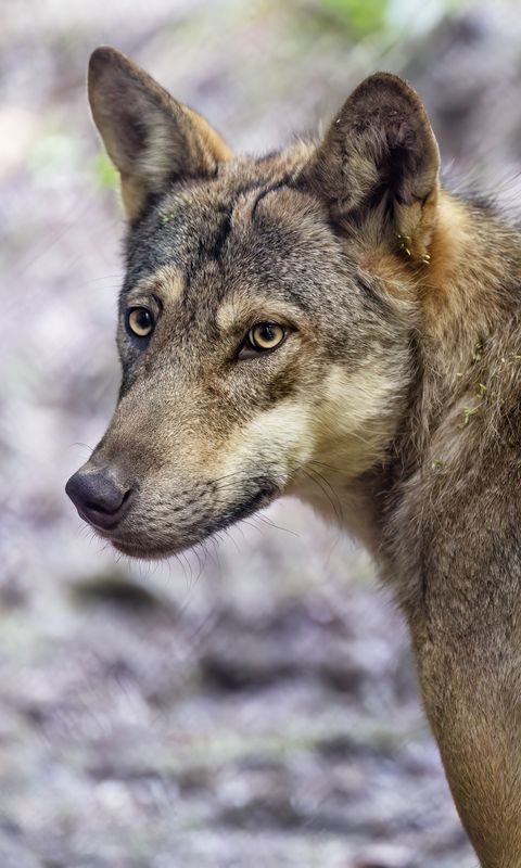 480x800 Wallpaper wolf, dog, predator, glance, animal