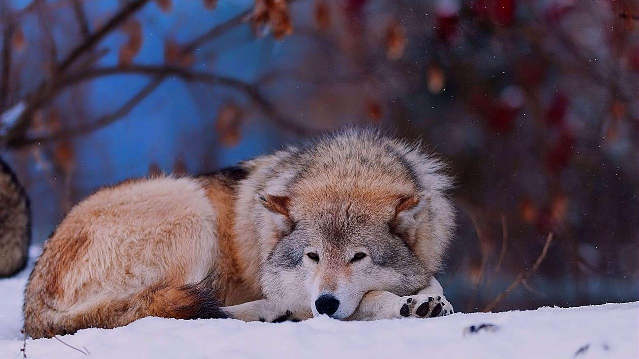 Wallpaper wolf, down, sad, dog