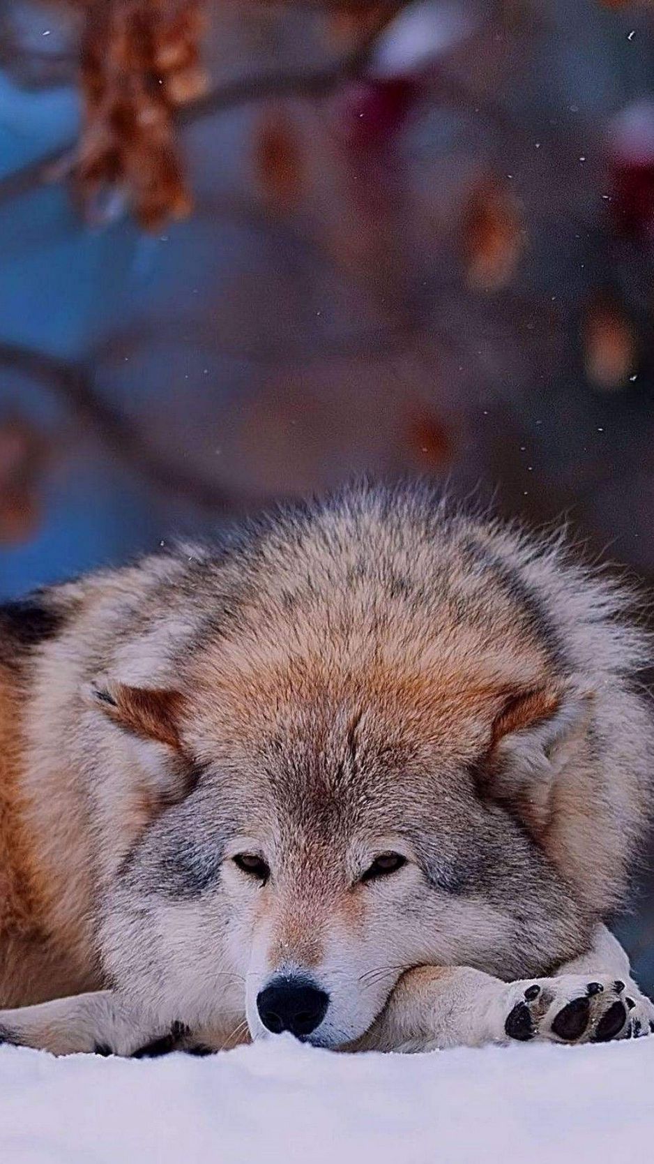 Download wallpaper 938x1668 wolf, down, sad, dog iphone 8/7/6s/6 for  parallax hd background
