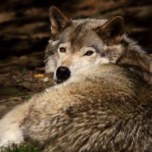 Preview wallpaper wolf, down, wool, predator