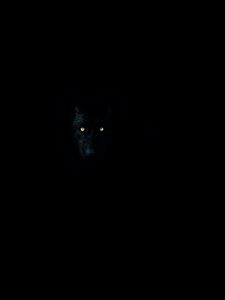 Preview wallpaper wolf, eyes, darkness, dark, animal