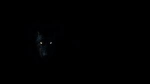 Preview wallpaper wolf, eyes, darkness, dark, animal