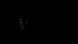 Preview wallpaper wolf, eyes, darkness, dark, animal