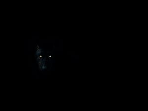 Preview wallpaper wolf, eyes, darkness, dark, animal