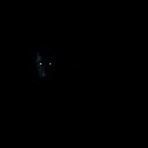 Preview wallpaper wolf, eyes, darkness, dark, animal