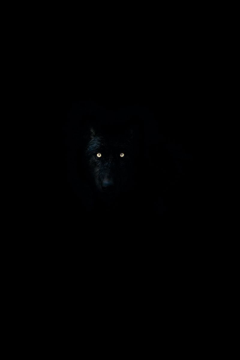 Premium AI Image | The wolf wallpapers hd wallpapers