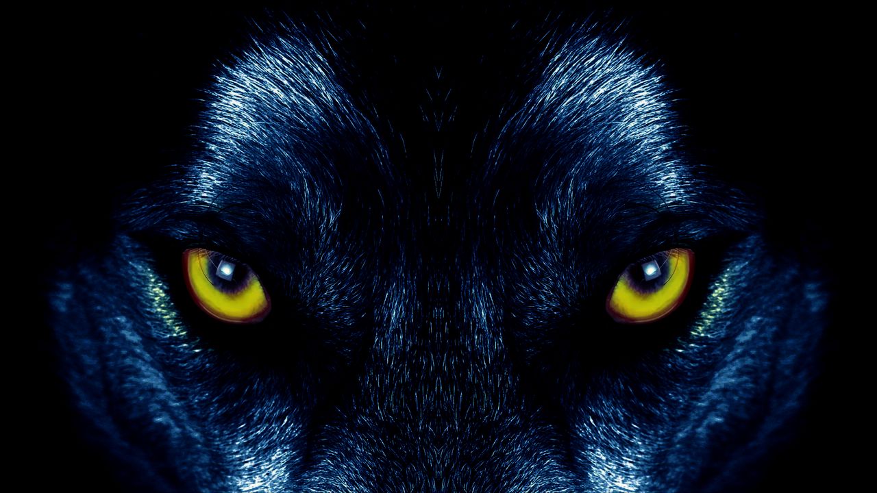Wallpaper wolf, eyes, predator, sight