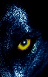 Preview wallpaper wolf, eyes, predator, sight