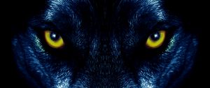 Preview wallpaper wolf, eyes, predator, sight