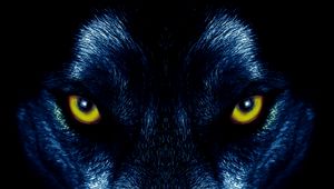 Preview wallpaper wolf, eyes, predator, sight