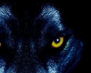 Preview wallpaper wolf, eyes, predator, sight