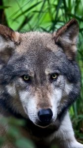 Preview wallpaper wolf, face, color, predator
