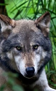 Preview wallpaper wolf, face, color, predator