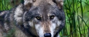 Preview wallpaper wolf, face, color, predator