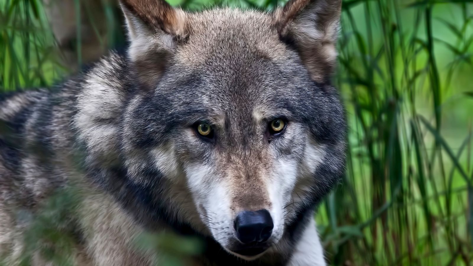 Download wallpaper 1600x900 wolf, face, color, predator widescreen 16:9 ...