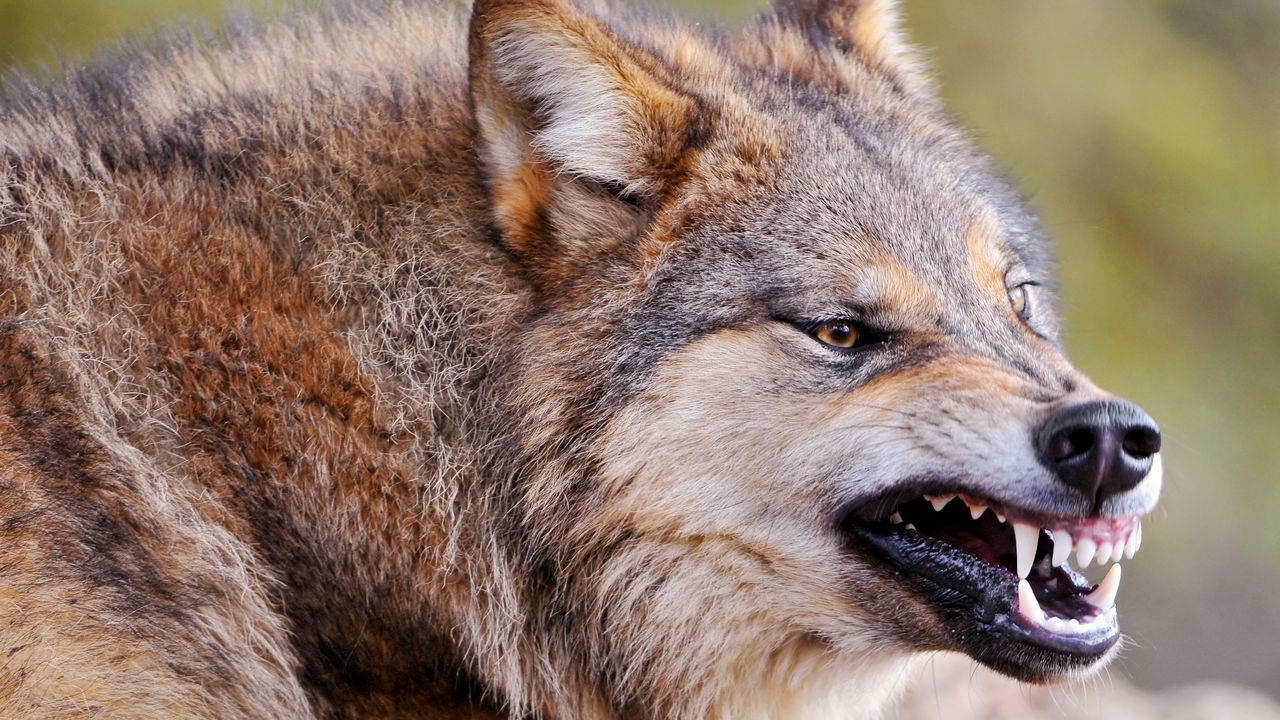 Wallpaper wolf, face, teeth, aggression, predator