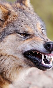 Preview wallpaper wolf, face, teeth, aggression, predator
