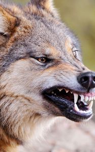 Preview wallpaper wolf, face, teeth, aggression, predator