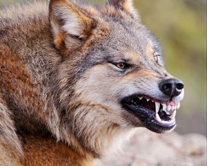 Preview wallpaper wolf, face, teeth, aggression, predator