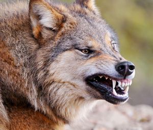 Preview wallpaper wolf, face, teeth, aggression, predator