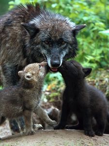 Preview wallpaper wolf, family, babies, care, color
