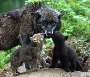 Preview wallpaper wolf, family, babies, care, color