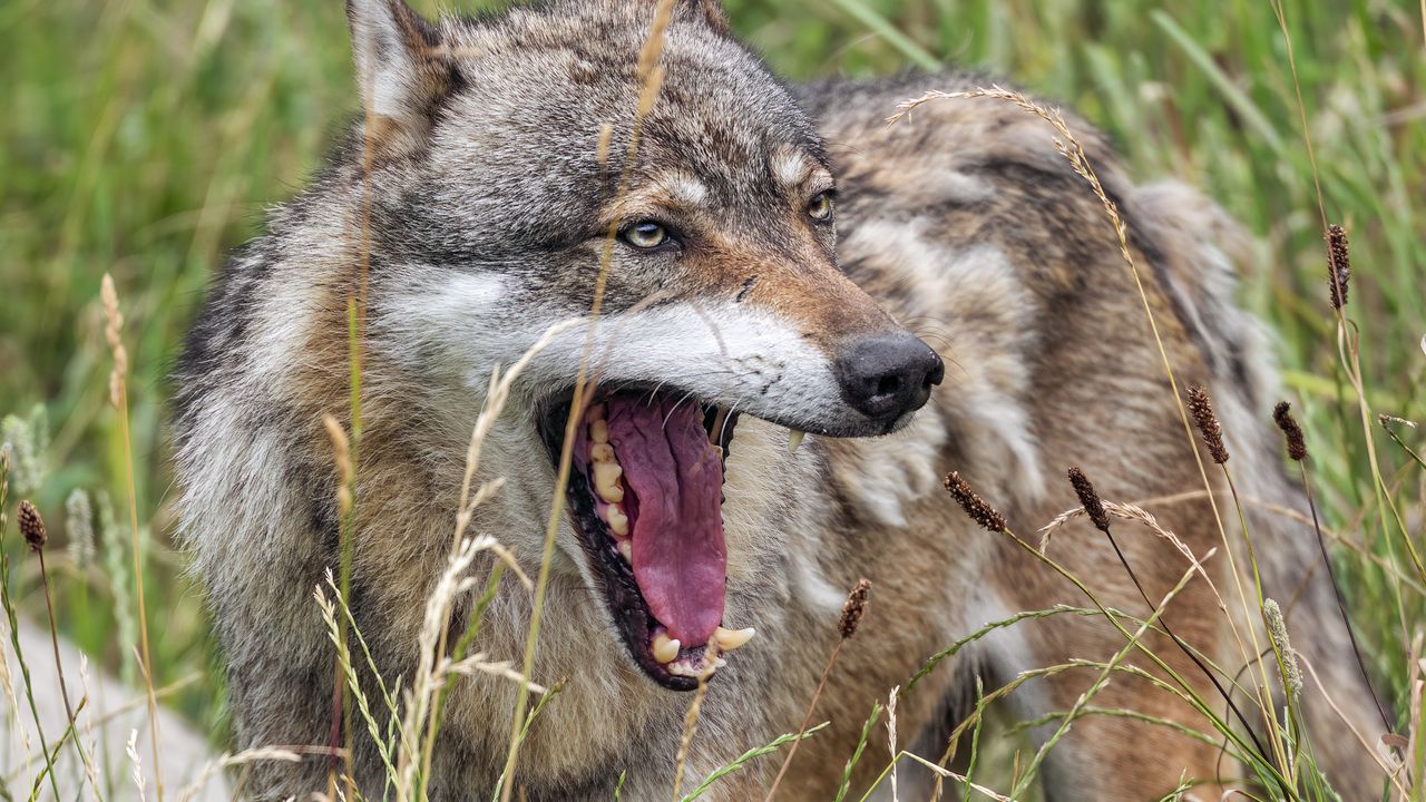 Wallpaper wolf, fangs, tongue, predator, wild, grass