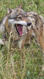Preview wallpaper wolf, fangs, tongue, predator, wild, grass