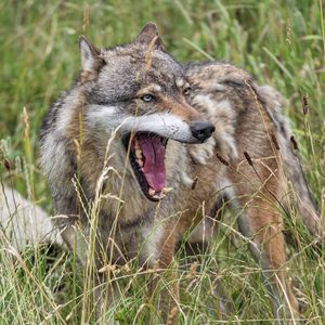 Preview wallpaper wolf, fangs, tongue, predator, wild, grass