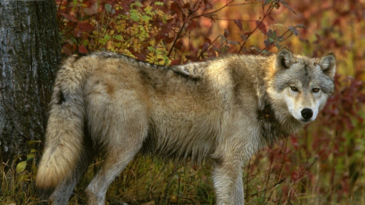Wallpaper wolf, forest, autumn, tree, predator
