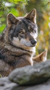 Preview wallpaper wolf, forest, predator, animal, wildlife, glance, trees