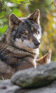 Preview wallpaper wolf, forest, predator, animal, wildlife, glance, trees