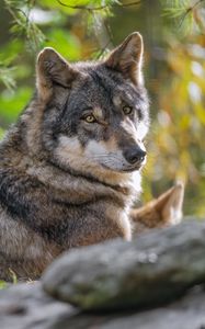 Preview wallpaper wolf, forest, predator, animal, wildlife, glance, trees