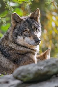 Preview wallpaper wolf, forest, predator, animal, wildlife, glance, trees