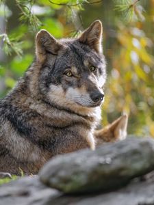 Preview wallpaper wolf, forest, predator, animal, wildlife, glance, trees