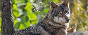 Preview wallpaper wolf, forest, predator, animal, wildlife, glance, trees