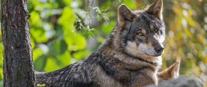 Preview wallpaper wolf, forest, predator, animal, wildlife, glance, trees