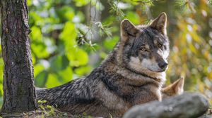 Preview wallpaper wolf, forest, predator, animal, wildlife, glance, trees