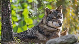 Preview wallpaper wolf, forest, predator, animal, wildlife, glance, trees