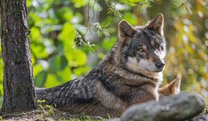 Preview wallpaper wolf, forest, predator, animal, wildlife, glance, trees