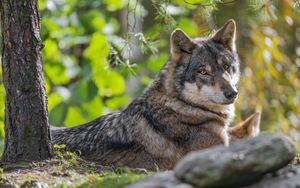 Preview wallpaper wolf, forest, predator, animal, wildlife, glance, trees