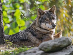 Preview wallpaper wolf, forest, predator, animal, wildlife, glance, trees